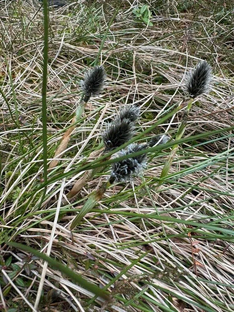 Ismerd meg a Hüvelyes gyapjúsást (Eriophorum vaginatum)! Fedezd fel fajtáit, gondozási módszereit, teleltetési technikáit és kártevő elleni védekezést. Tudd meg hogyan kell helyesen metszeni!