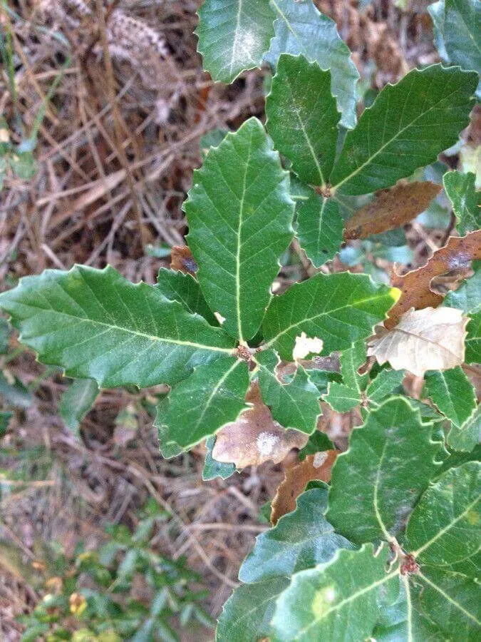 Fedezd fel az Ibériai tölgy (Quercus lusitanica) fajtáit, gondozási módszereit és a legjobb öntözési technikákat. Ismerd meg az ültetés ideális időpontját és a kártevők elleni védekezést!