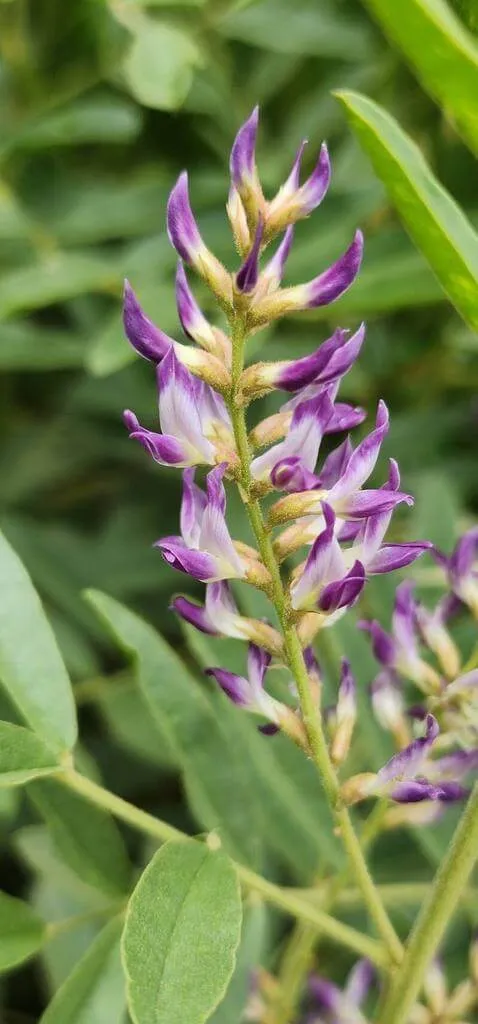 Fedezd fel az Igazi édesgyökér (Glycyrrhiza glabra) fajtáit és jellemzőit! Ismerd meg a gondozási módszereket, teleltetését, öntözési igényeit és a legfontosabb kártevőket. Tudd meg hogyan szaporíthatod ezt a különleges növényt!