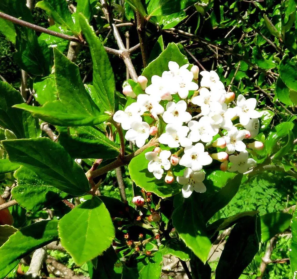 Ismerd meg az Illatos bangitát (Viburnum carlesii)! Tudd meg a fajtákat, hogyan kell ültetni és metszeni. Olvasd el a kártevők elleni védekezést és a gyakori betegségeket!