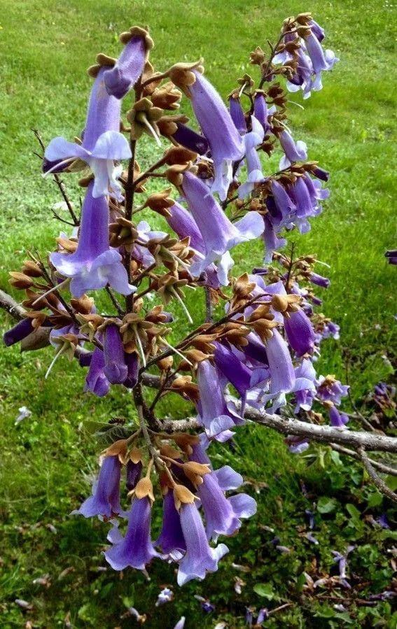 Ismerd meg az Illatos császárfát! Fedezd fel a Paulownia tomentosa fajtáit, gondozási igényeit, teleltetését és öntözési módszereit. Tudd meg hogyan szaporíthatod és védd meg kártevők ellen!