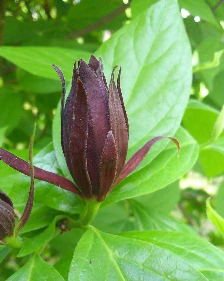 Illatos fűszercserje (Calycanthus floridus): Fajták, Ültetés, Metszés és Betegségek