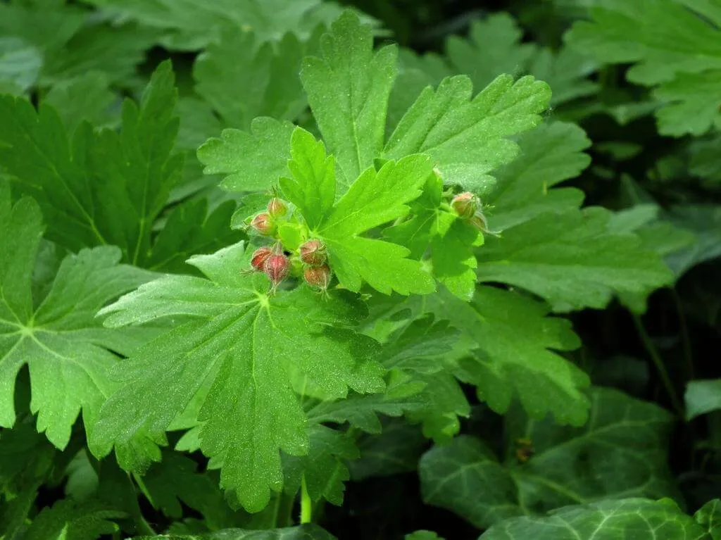 Illatos gólyaorr (Geranium macrorrhizum): Fajták, Ültetés, Metszés és Betegségek Illatos gólyaorr (Geranium macrorrhizum): Fajták, Ültetés, Metszés és Betegségek