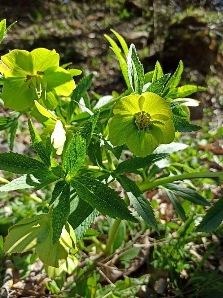 Illatos hunyor (Helleborus odorus): Fajtái, Ültetése, Metszése és Betegségei