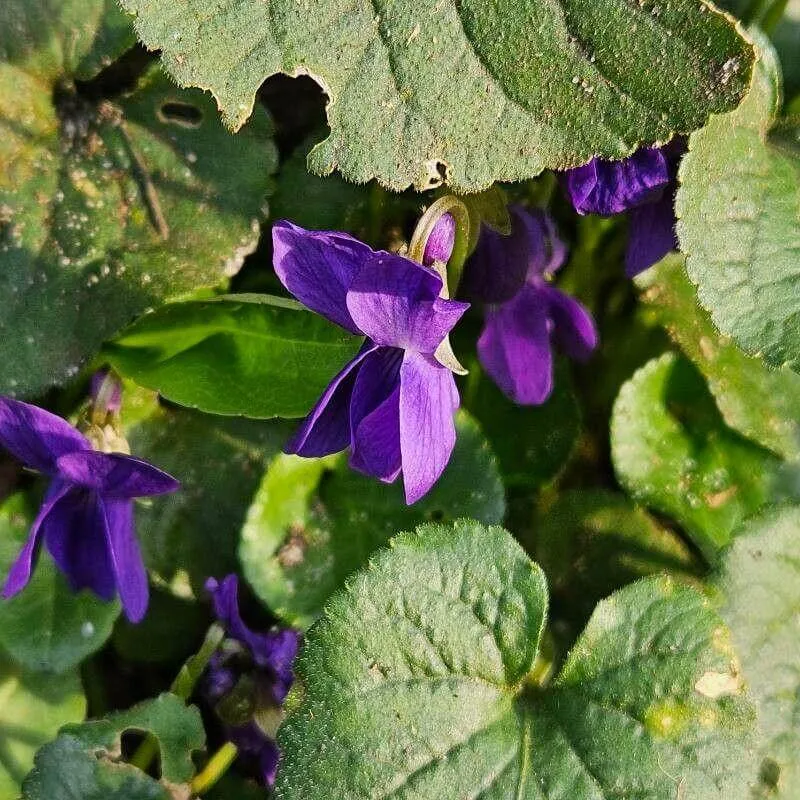 Ismerd meg az Illatos ibolyát (Viola odorata), annak fajtáit mint a Freckles, gondozási tippeket és öntözési módszereket. Tudd meg a teleltetés titkait és hogyan védekezhetsz a kártevők ellen!