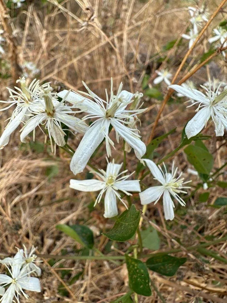 Clematis (Clematis) titkok: Miért „fázik” a lába a virágzó kúszónövények 90%-ának?