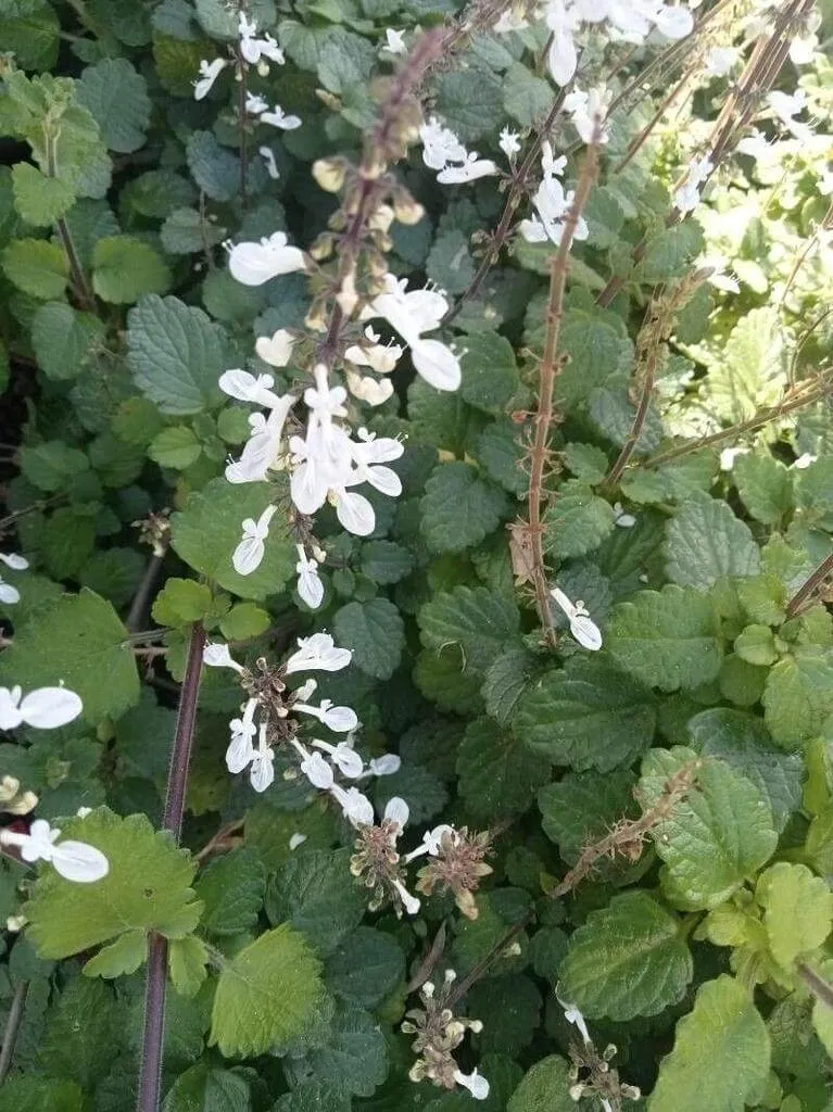 Ismerd meg az Illatos kakassarkantyút (Coleus madagascariensis)! Fedezd fel a fajtáit, gondozási tippeket, ültetését és a leggyakoribb betegségeit. Tudd meg hogyan kell szaporítani és metszeni ezt a gyönyörű dísznövényt!