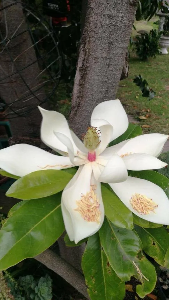 Illatos liliomfa (Magnolia virginiana): Fajták, Gondozás, Teleltetés és Betegségek