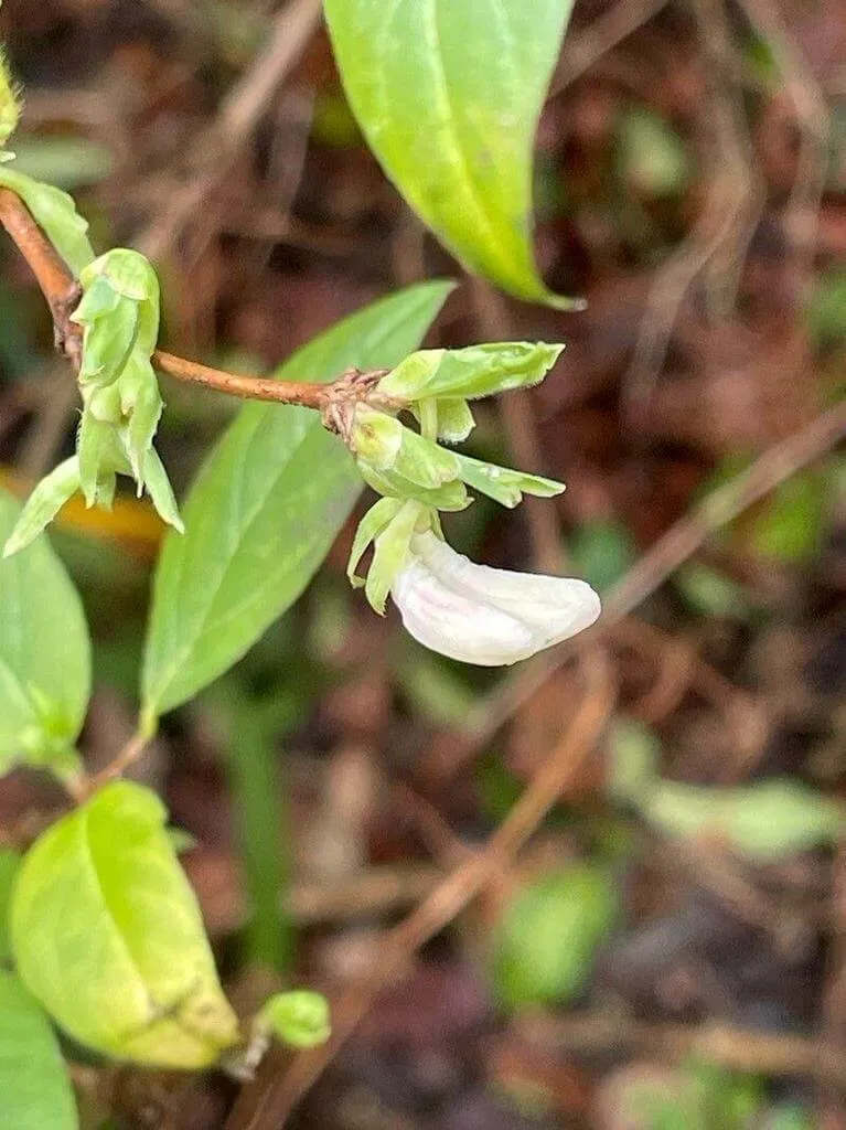 Ismerd meg az Illatos loncot (Lonicera etrusca)! Fedezd fel a fajtáit, gondozását, telelését és szaporítását. Tudd meg a metszés időpontját és technikáit is!