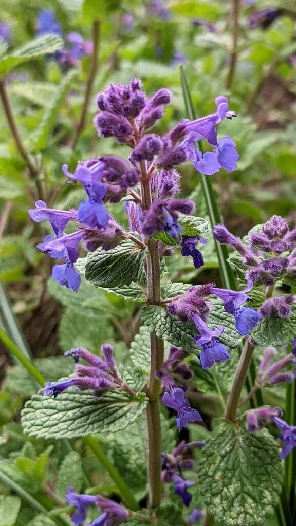 Fedezd fel az Illatos macskamenta (Nepeta cataria) fajtáit, gondozását és a legjobb öntözési módszereket! Ismerd meg a metszés idejét és technikáit is.