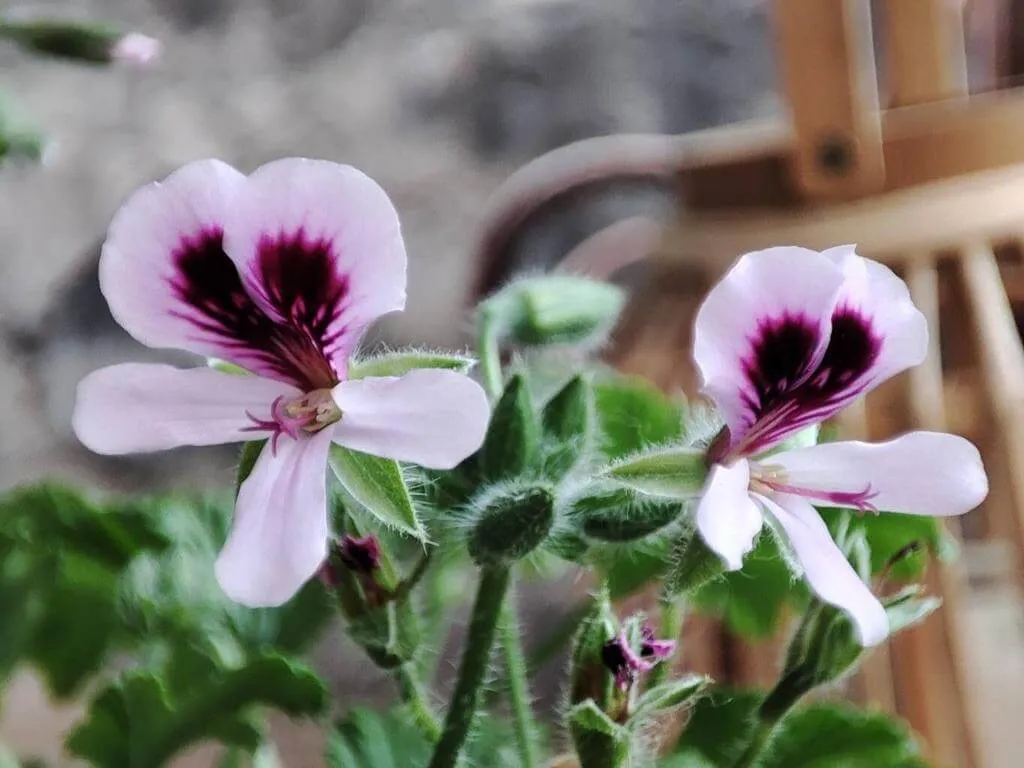 Fedezd fel az Illatos muskátli (Pelargonium citronellum) fajtáit, gondozási tippeket, teleltetés titkait és a leggyakoribb kártevőket. Tudd meg hogyan kell szaporítani ezt a különleges növényt!