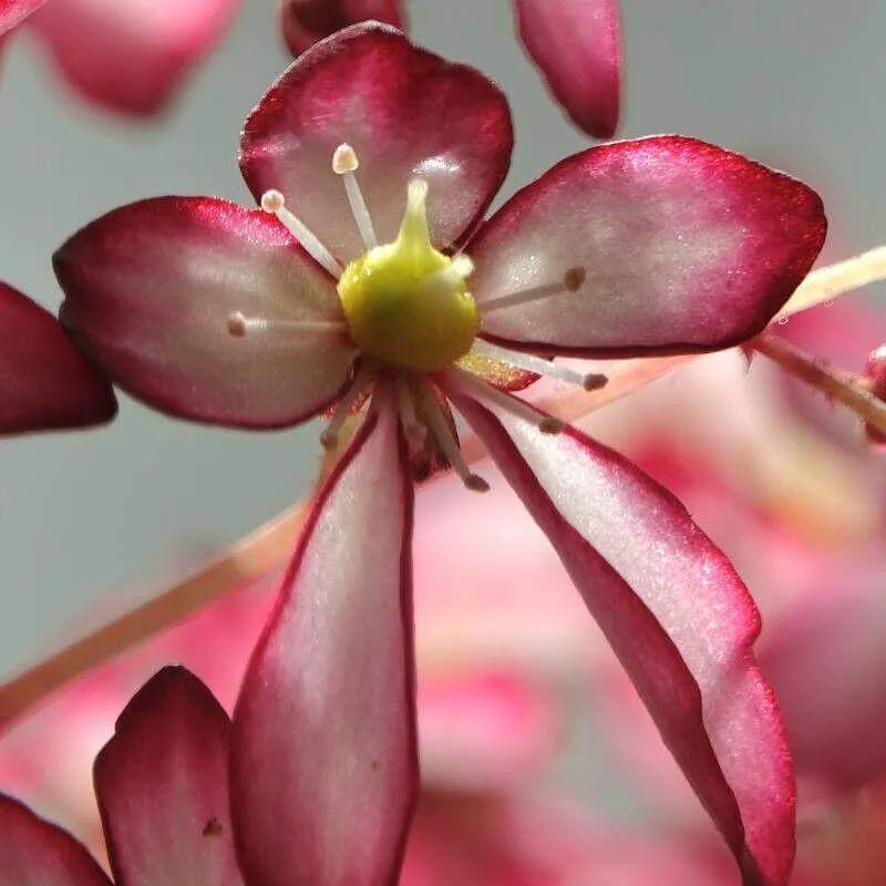 Indás kőtörőfű (Saxifraga stolonifera) Indás kőtörőfű (Saxifraga stolonifera)