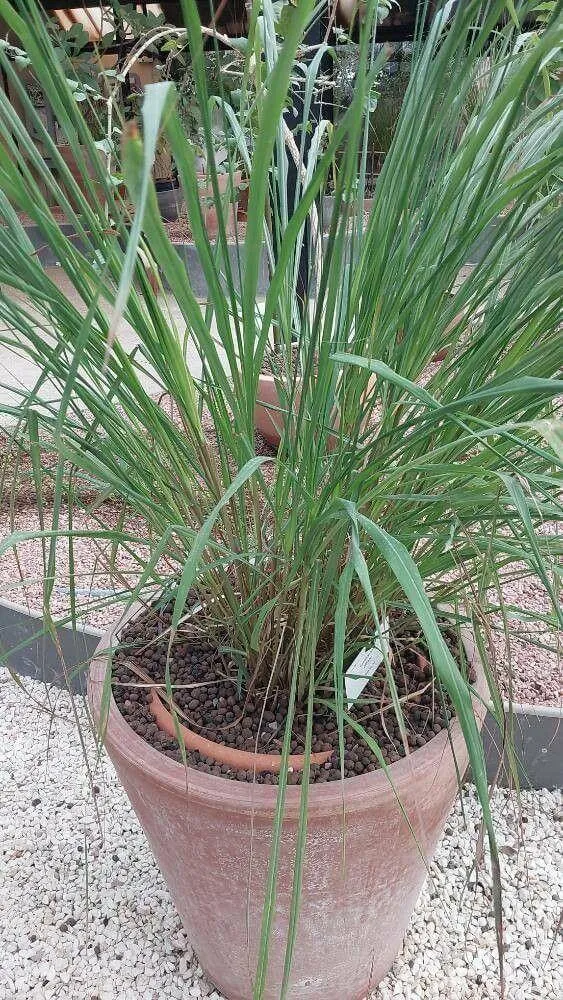 Indiai citromfű (Cymbopogon citratus): Fajtái, Gondozása, Teleltetése és Betegségei Indiai citromfű (Cymbopogon citratus): Fajtái, Gondozása, Teleltetése és Betegségei