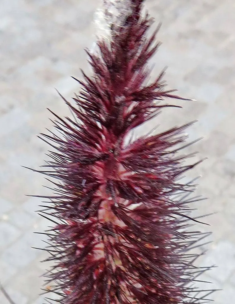 Indiai díszköles (Cenchrus americanus): Fajták, Ültetés, Metszés és Betegségek