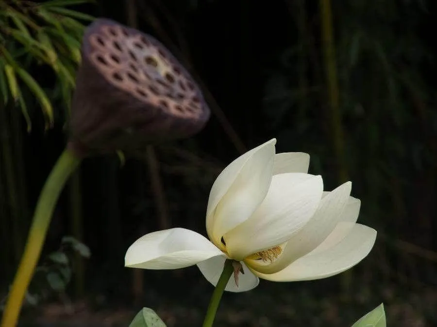 Ismerd meg az Indiai lótuszt (Nelumbo nucifera)! Fedezd fel a fajtákat, gondozási tippeket, öntözési módszereket és a leggyakoribb kártevőket. Tudd meg hogyan kell szaporítani ezt a csodás vízinövényt!