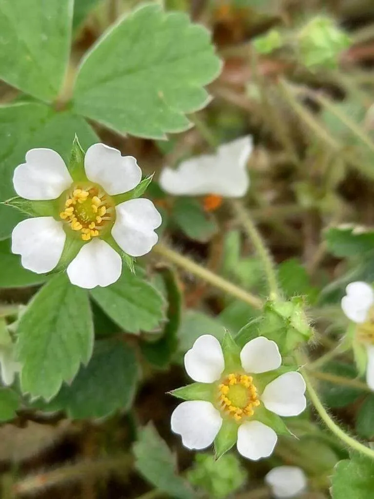 Ismerd meg az indiai szamócát (Potentilla indica)! Fedezd fel a fajtáit, gondozási igényeit, teleltetését és a leggyakoribb kártevőket. Tudd meg hogyan öntözd megfelelően!