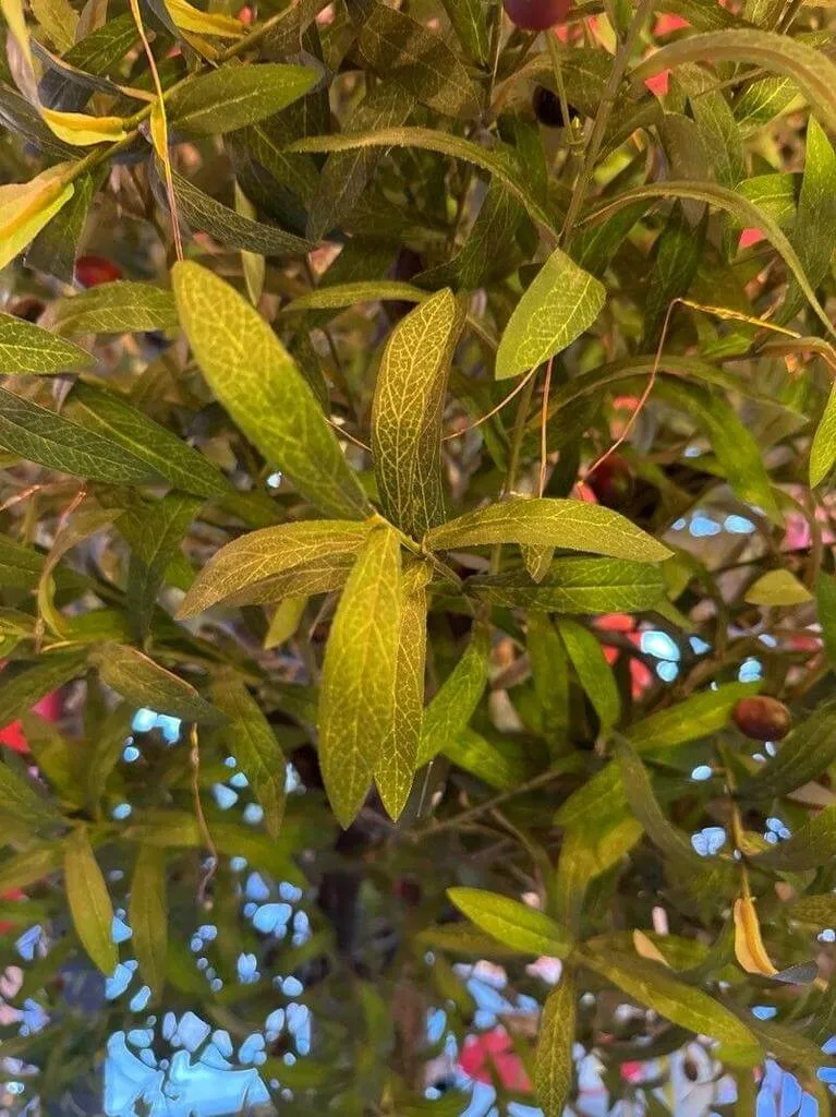 Indiai vizicsillag (Hygrophila polysperma): Fajtái, Ültetése, Metszése és Betegségei