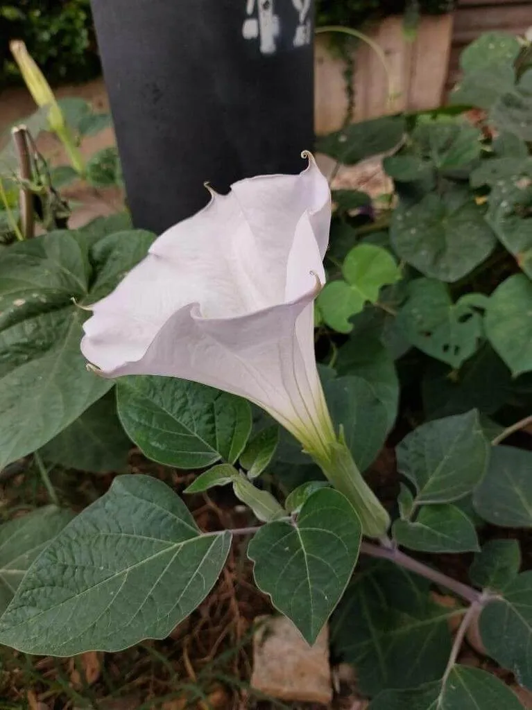 Ismerd meg az Indián maszlag (Datura innoxia) fajtáit és jellemzőit! Tudd meg hogyan kell gondozni, teleltetni és szaporítani. Kártevők elleni védekezés és betegségek kezelése.