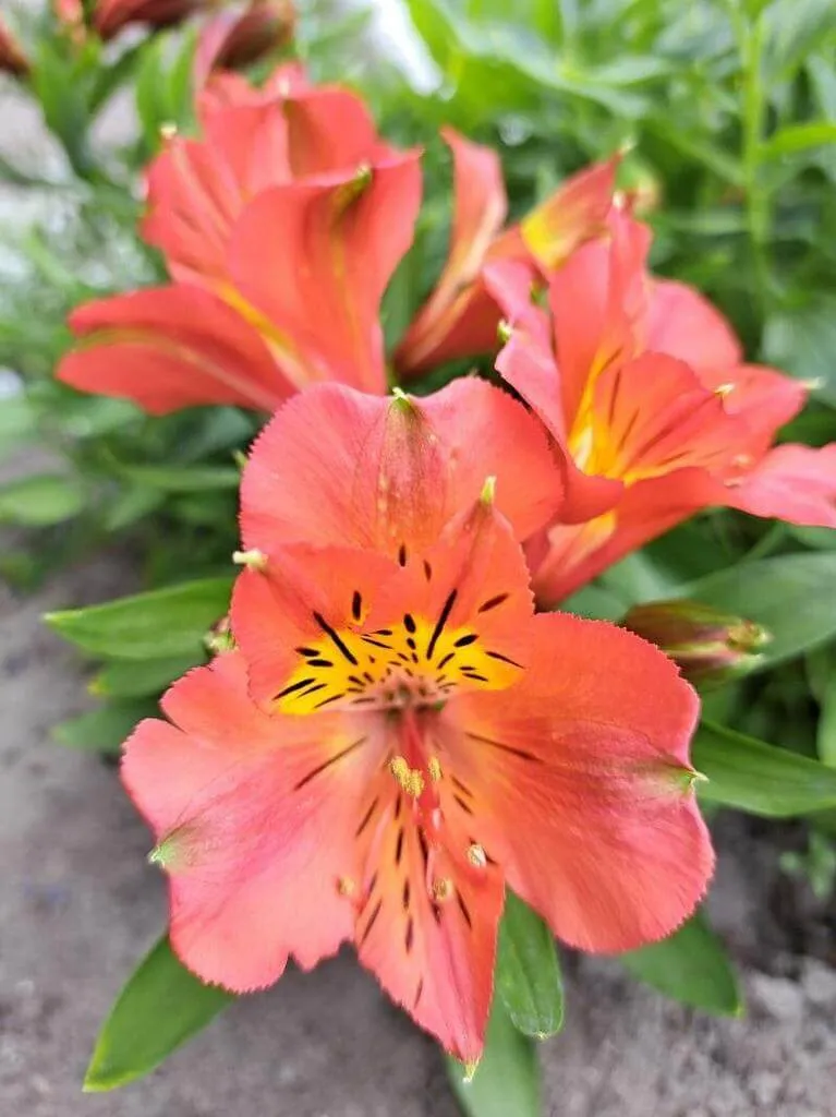 Fedezd fel az Inkaliliom (Alstroemeria ligtu) csodás világát! Ismerd meg a fajtákat, gondozási tippeket, öntözési módszereket és a leggyakoribb kártevőkkel szembeni védekezést.