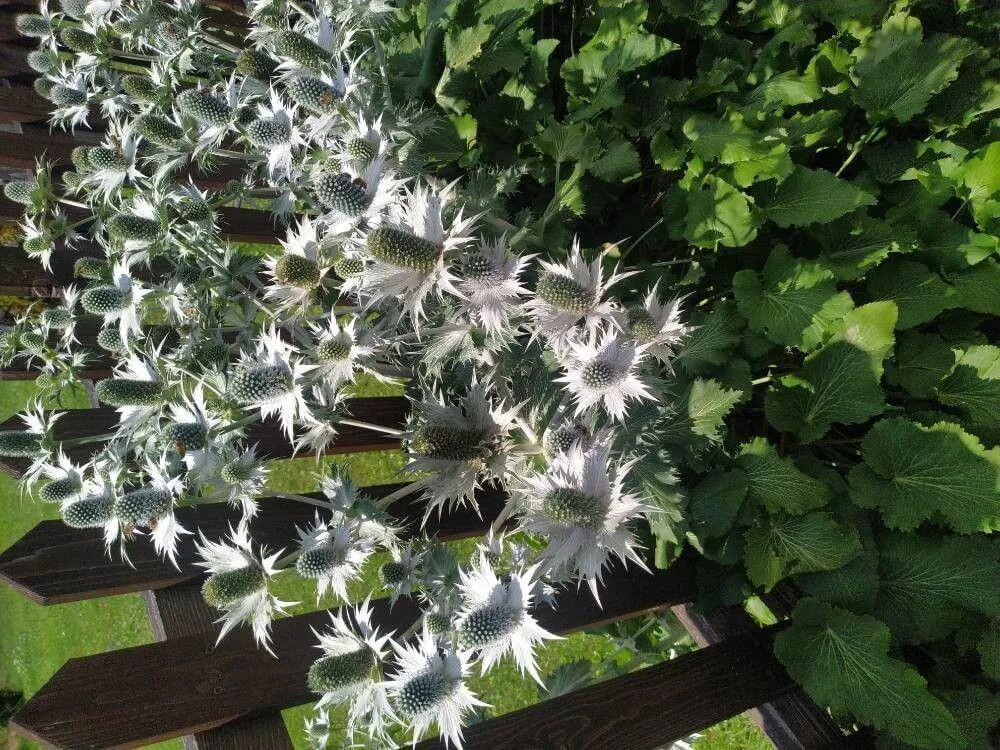 Ismerd meg az Iringó (Eryngium giganteum) fajtáit és jellemzőit! Tudd meg a gondozás titkait, teleltetési módszereket és a leggyakoribb kártevőket.