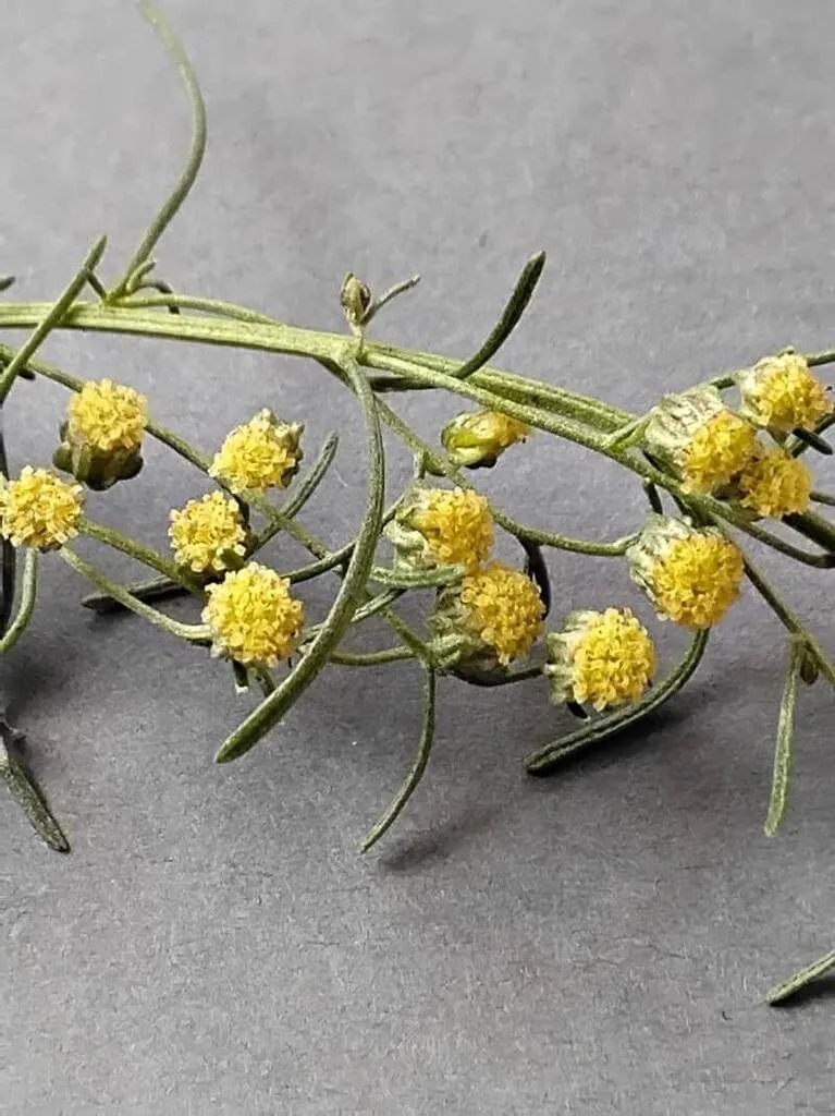 Ismerd meg az Istenfát (Artemisia abrotanum)! Fedezd fel a fajtáit, gondozási igényeit, teleltetését és a leggyakoribb betegségeit. Tudd meg hogyan kell helyesen ültetni és szaporítani ezt a különleges növényt!