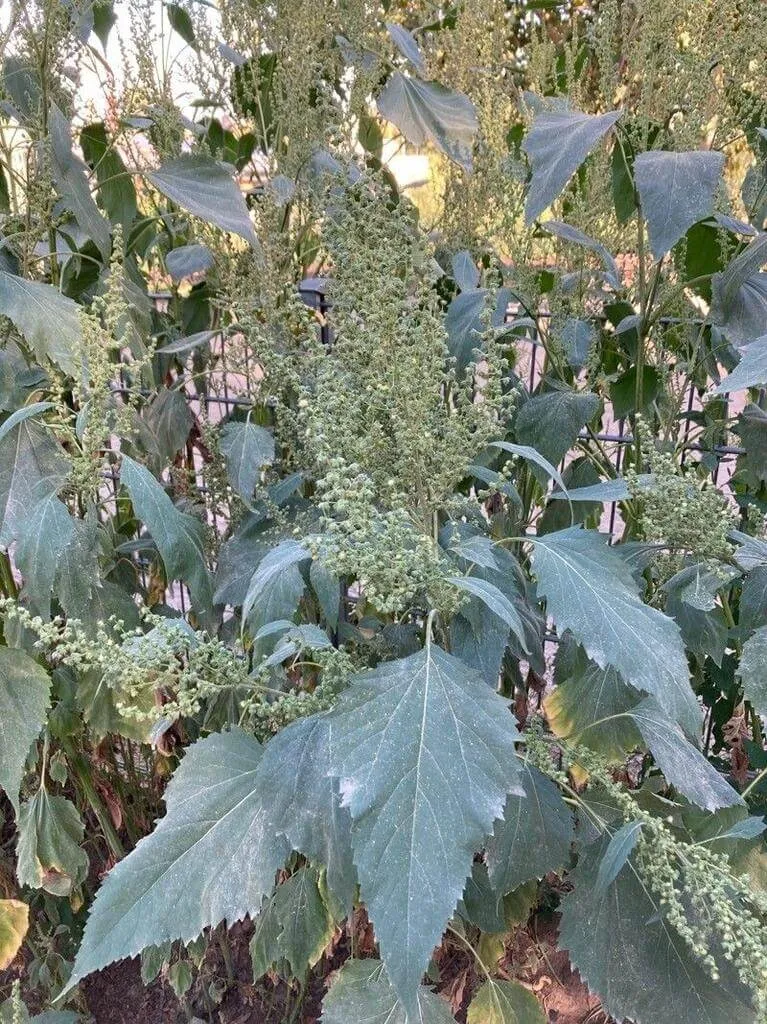 Íva (Cyclachaena xanthiifolia): fajták, ültetés, metszés és betegségek Íva (Cyclachaena xanthiifolia): fajták, ültetés, metszés és betegségek