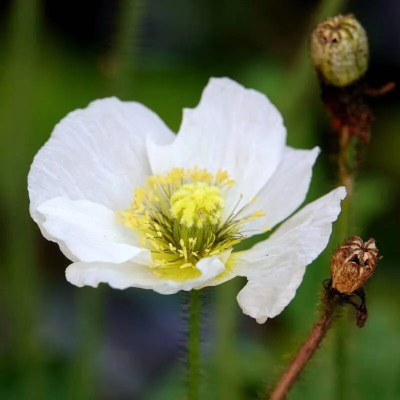 Fedezd fel az Izlandi mák (Papaver nudicaule) fajtáit, gondozási igényeit és teleltetését. Tudd meg a megfelelő öntözési módszereket és a kártevők elleni védekezést!