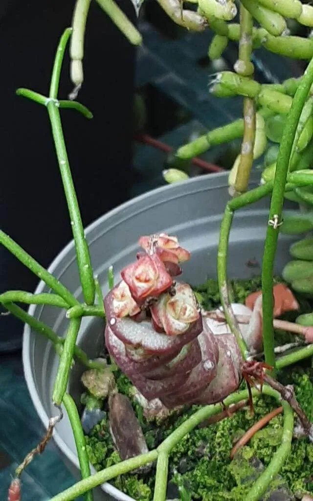 Jade nyaklánc (Crassula rupestris): Fajták, Gondozás, Teleltetés és Betegségek