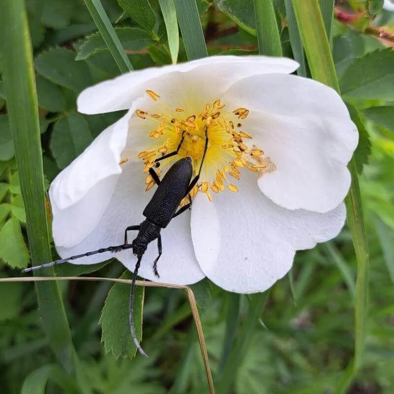 Ismerd meg a Jajrózsát (Rosa spinosissima) - fajták, gondozás, teleltetés módszerei és kártevők elleni védekezés. Tudd meg az ültetés titkait!