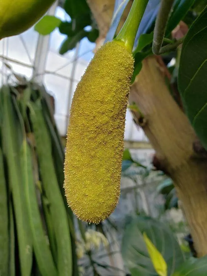 Ismerd meg a Jákafát (Artocarpus heterophyllus) - fajtáit mint Dwarf Jackfruit és Pineapple Jackfruit. Tudd meg hogyan kell gondozni, teleltetni és szaporítani! Olvasd el kártevők elleni védekezési módszereinket is!