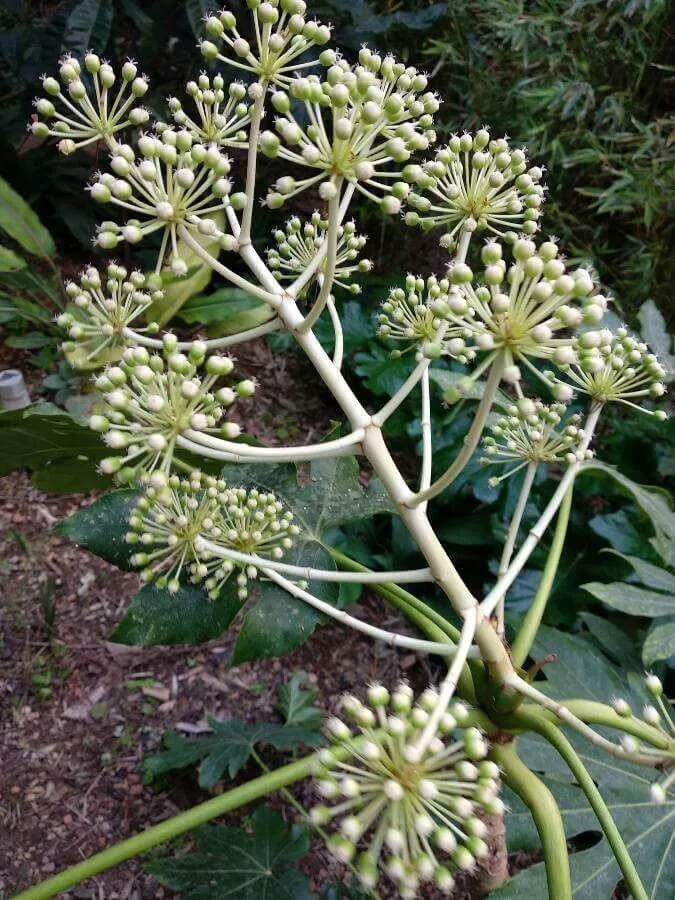 Japán Aráliát (Fatsia japonica): fajták, ültetés, metszés és betegségek