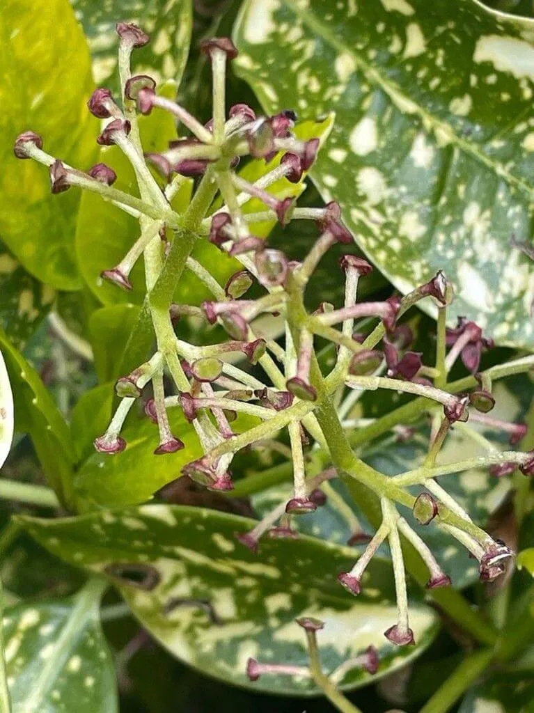 Japán babérsom (Aucuba japonica): Fajták, ültetés, metszés és betegségek