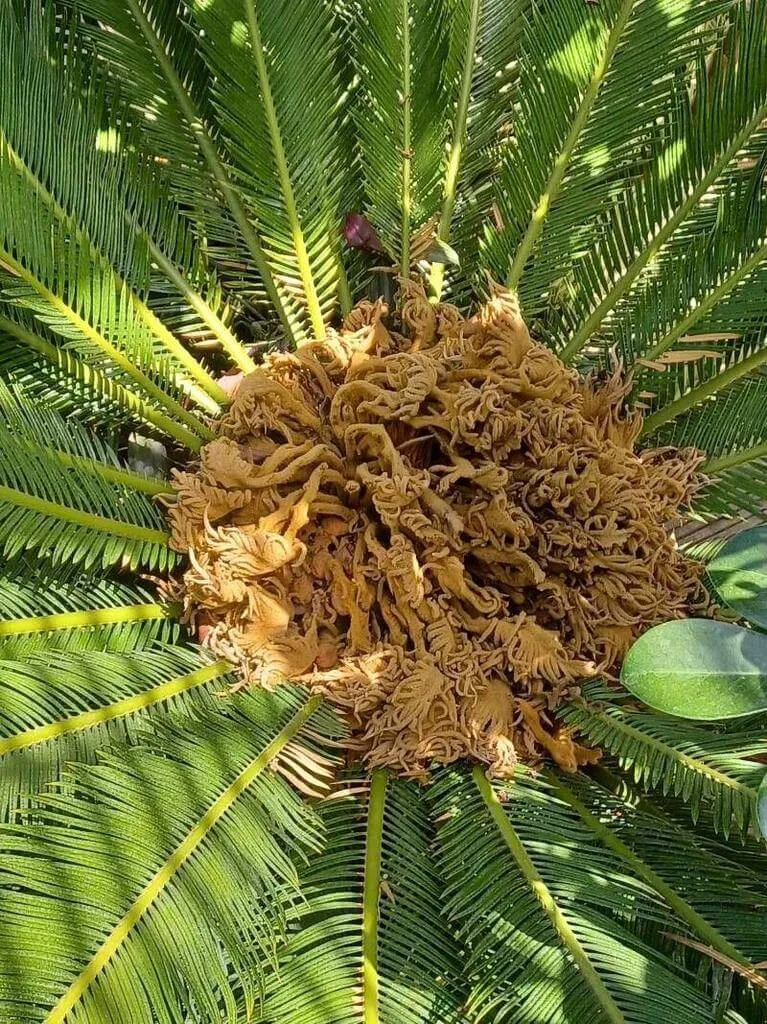 Japán cikász (Cycas revoluta): fajtái, ültetése, gondozása és betegségei