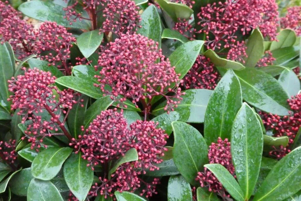 Japán dérbabér (Skimmia japonica): Fajtái, Ültetése, Metszése és Betegségei