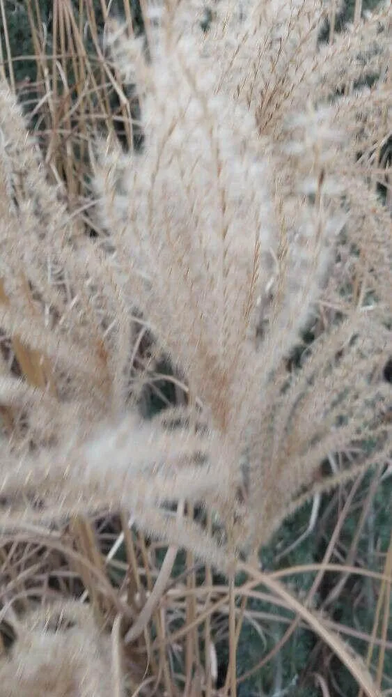 Japán díszfű (Miscanthus sinensis): Fajták, ültetés, gondozás és betegségek Japán díszfű (Miscanthus sinensis): Fajták, ültetés, gondozás és betegségek