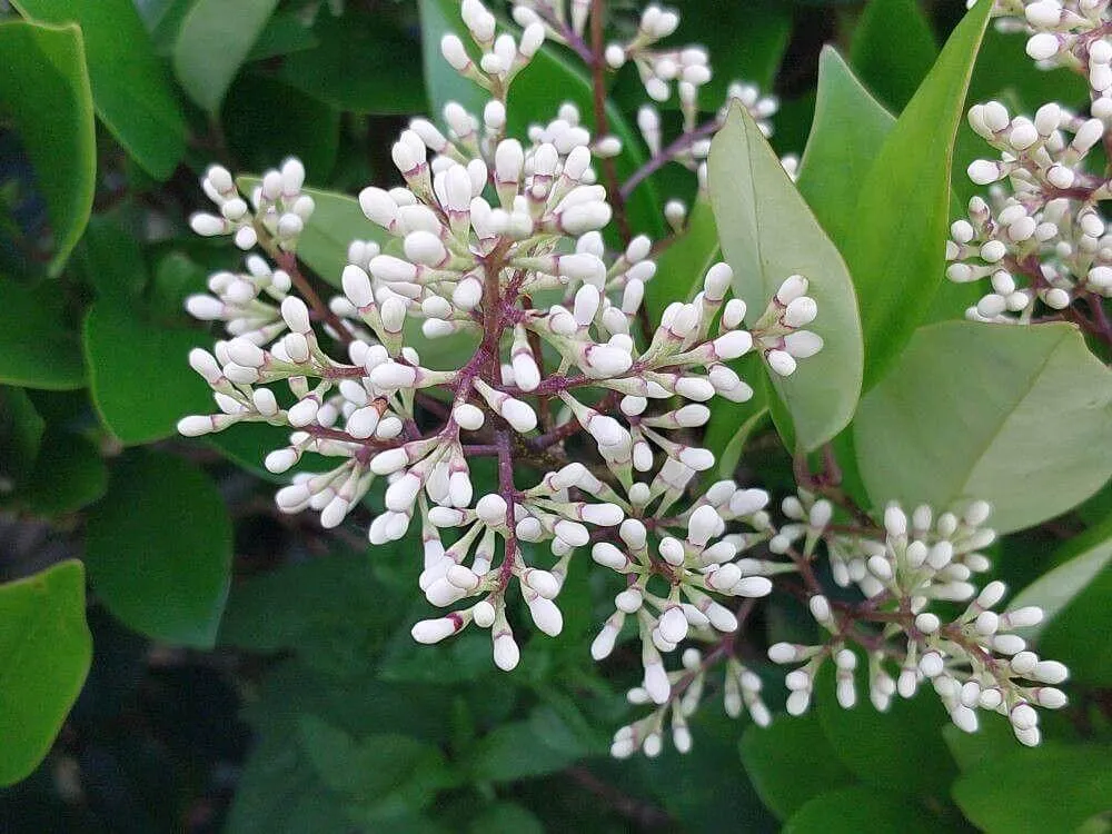 Japán fagyal (Ligustrum japonicum): Fajták, Ültetés, Gondozás és Betegségek Japán fagyal (Ligustrum japonicum): Fajták, Ültetés, Gondozás és Betegségek