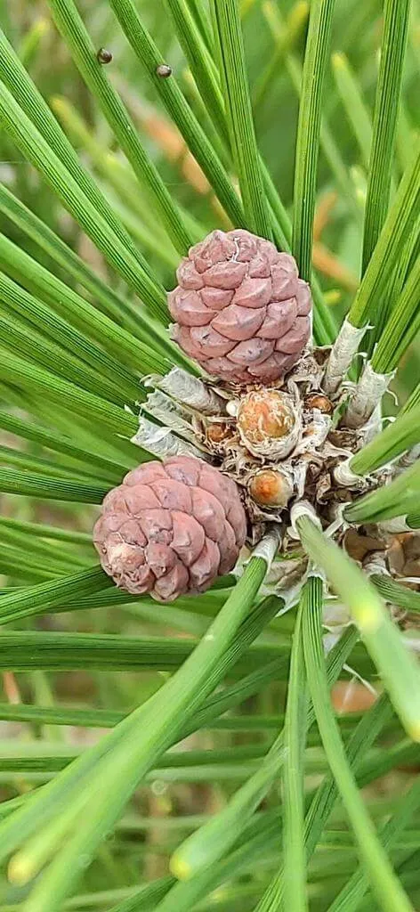 Japán feketefenyő (Pinus thunbergii): Fajtái, Ültetése, Metszése és Betegségei