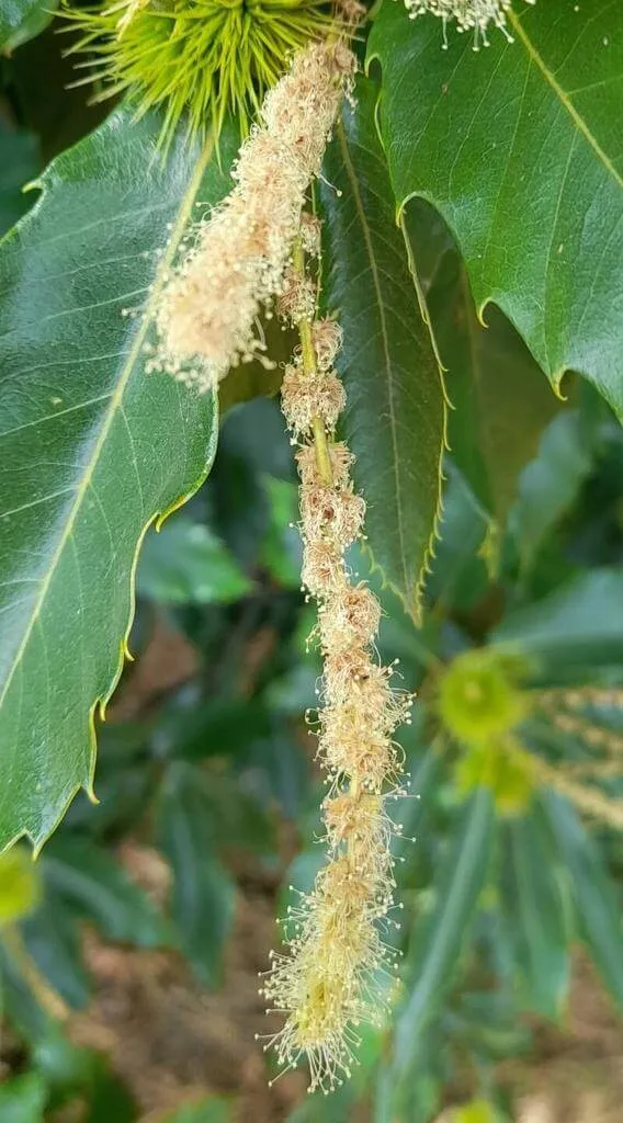 Japán gesztenye (Castanea crenata): Fajták, ültetés, gondozás és betegségek