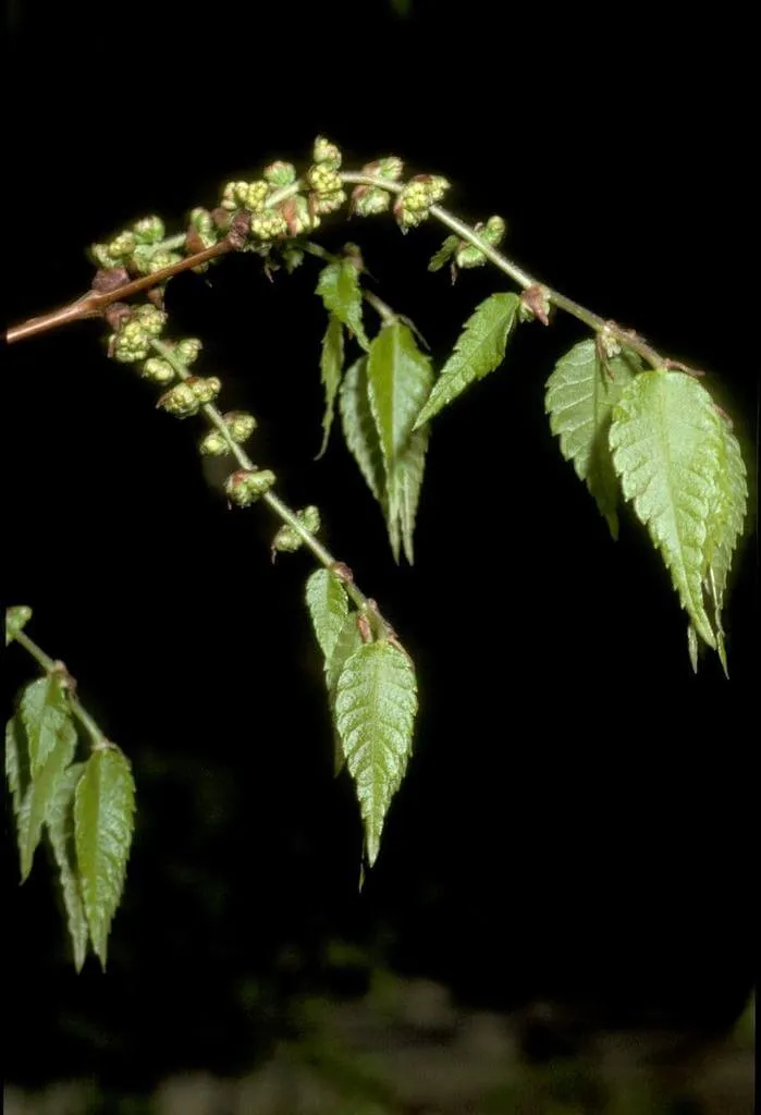 Gyertyán (Carpinus betulus) sövény: 100%-os átláthatatlanság mindössze 3 év alatt? Gyertyán (Carpinus betulus) sövény: 100%-os átláthatatlanság mindössze 3 év alatt?