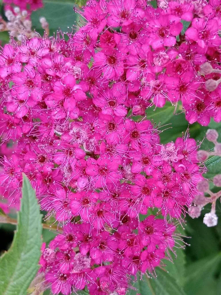 Ismerd meg a Japán gyöngyvessző (Spiraea japonica) fajtáit, gondozását, teleltetését és kártevők elleni védekezést. Tudd meg hogyan ültetheted el ezt a csodás növényt!