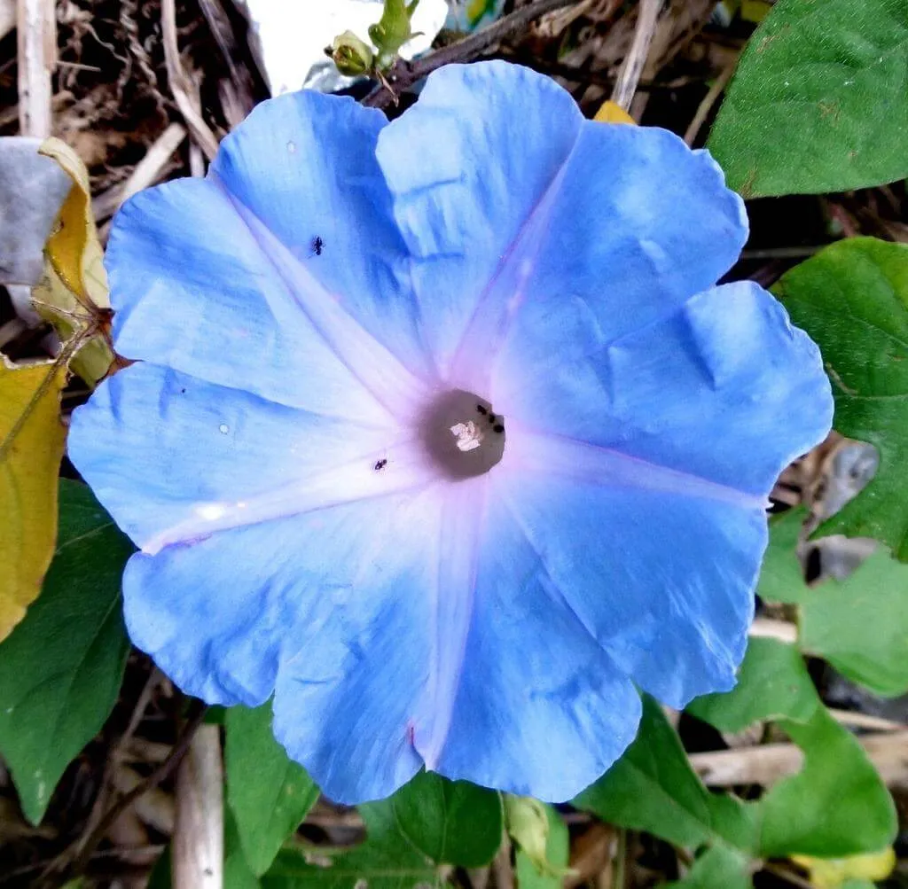 Japán hajnalka (Ipomoea nil): Fajtái, Ültetése, Metszése és Betegségei