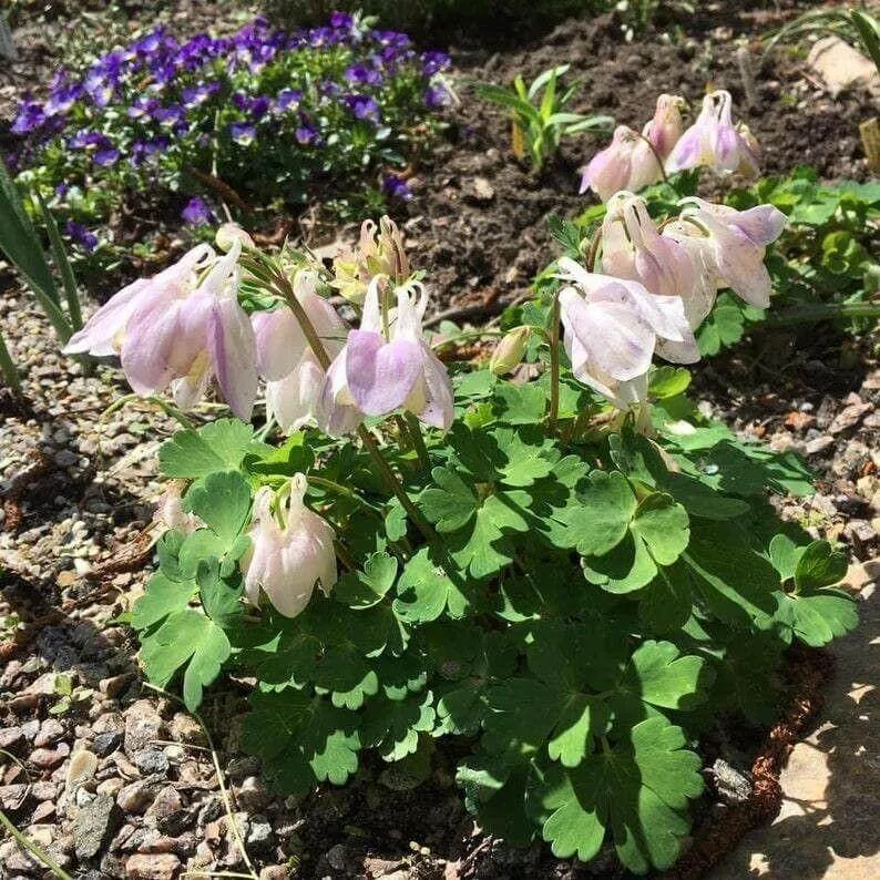 Japán harangláb (Aquilegia flabellata): Fajták, Ültetés, Metszés és Betegségek