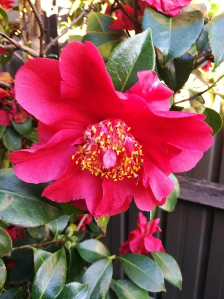 Japán kamélia (Camellia japonica): fajták, ültetés, gondozás és betegségek