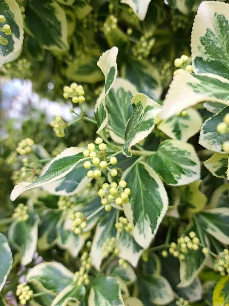 Japán kecskerágó (Euonymus japonicus): Fajtái, Gondozása, Teleltetése és Betegségei