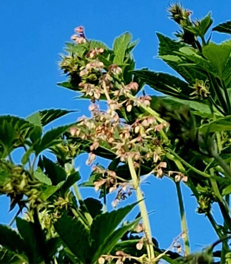 Ismerd meg a Japán komló (Humulus scandens) fajtáit és jellemzőit! Tudd meg hogyan kell gondozni őt, milyen talajra van szüksége az ültetéshez, valamint miként védekezhetsz a kártevők ellen.