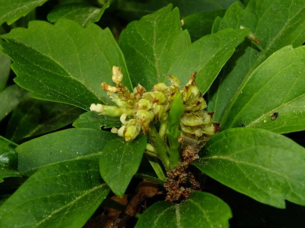 Ismerd meg a Japán kövérkét (Pachysandra terminalis)! Tudd meg a fajtáit (Green Carpet, Emerald Gaity), gondozását, öntözését és teleltetésének titkait. Olvasd el kártevőkkel kapcsolatos tudnivalókat is!