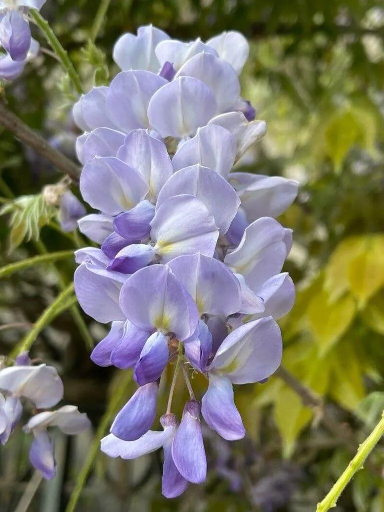 Ismerd meg a Japán lilaakác (Wisteria floribunda) különböző fajtáit, mint például a Macrobotrys és Rosea, valamint tudd meg az ültetés, öntözés és metszés legfontosabb tudnivalóit. Olvasd el a kártevők elleni védekezési technikákat is!