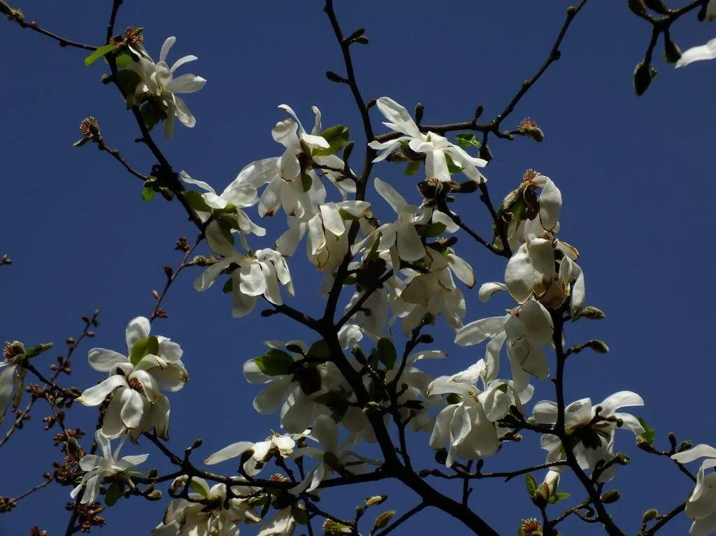Japán liliomfa (Magnolia kobus): fajtái, ültetése, metszése és betegségei