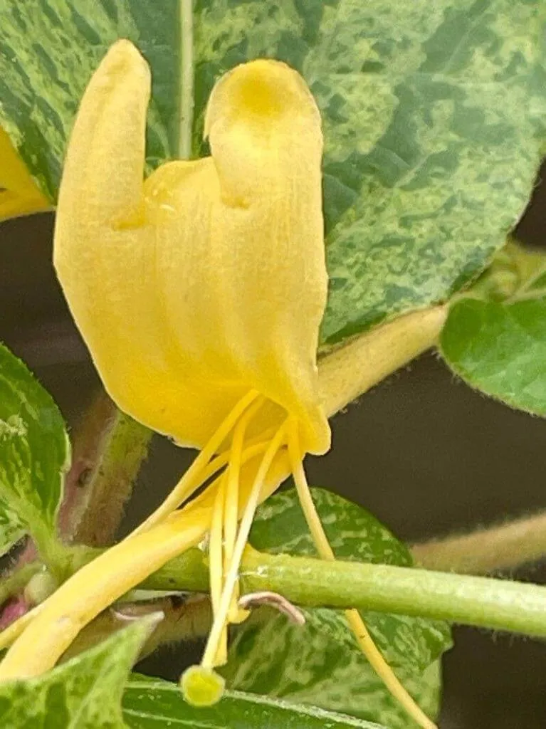 Japán lonc (Lonicera japonica): Fajták, Ültetés, Metszés és Betegségek