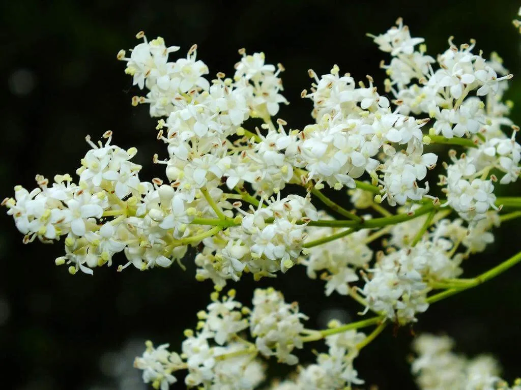 Ismerd meg a Japán orgonát (Syringa reticulata) - fajtáit (Ivory Silk, Summer Charm), gondozását, öntözési módszereit és leggyakoribb kártevőit. Tudd meg az ajánlott teleltetési technikákat is!